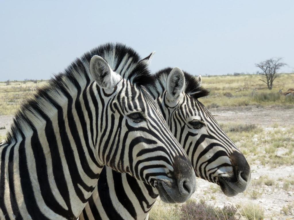 Hotel Etosha Safari Camp, Etosha National Park, Namibia à Okaukuejo Extérieur photo