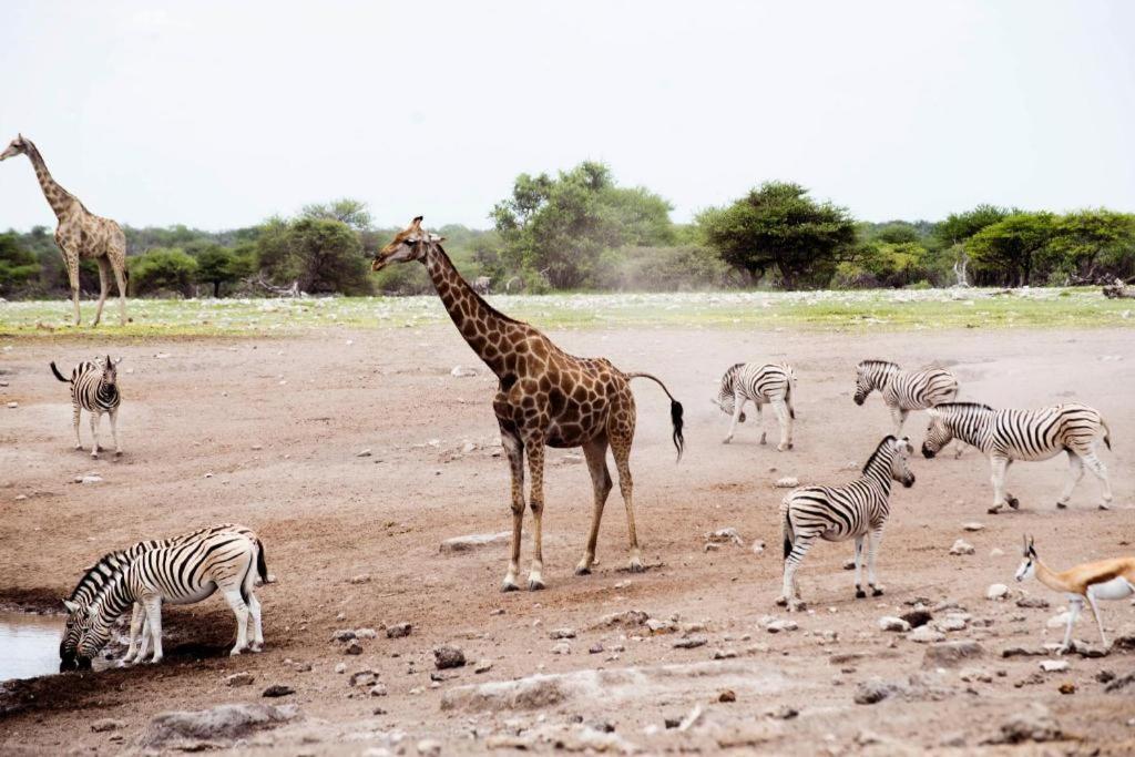 Hotel Etosha Safari Camp, Etosha National Park, Namibia à Okaukuejo Extérieur photo