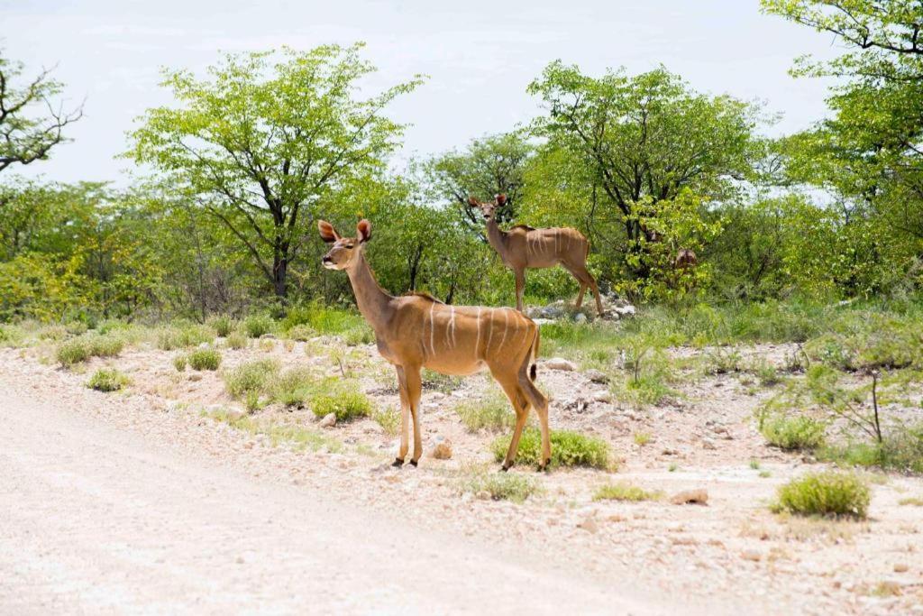 Hotel Etosha Safari Camp, Etosha National Park, Namibia à Okaukuejo Extérieur photo